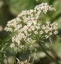 Trachyspermum ammi   Carum copticum